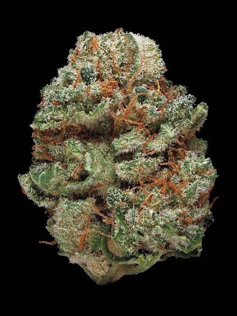 Halcyon Haze flower, close up